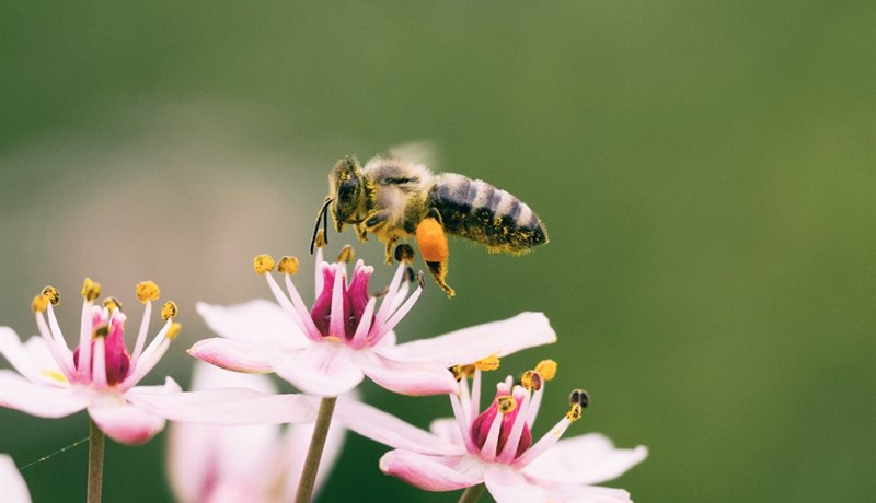 Iðnaður möndluræktunar: Er möndlumjólk vegan?