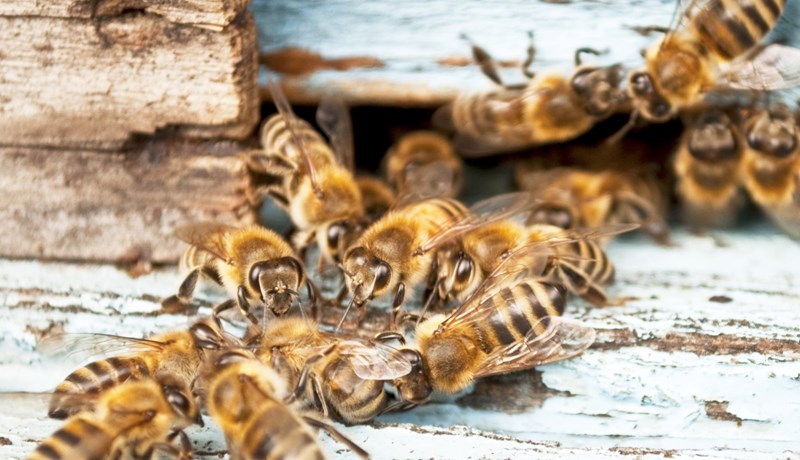 Leyfa notkun á skordýraeitri sem drepur býflugur