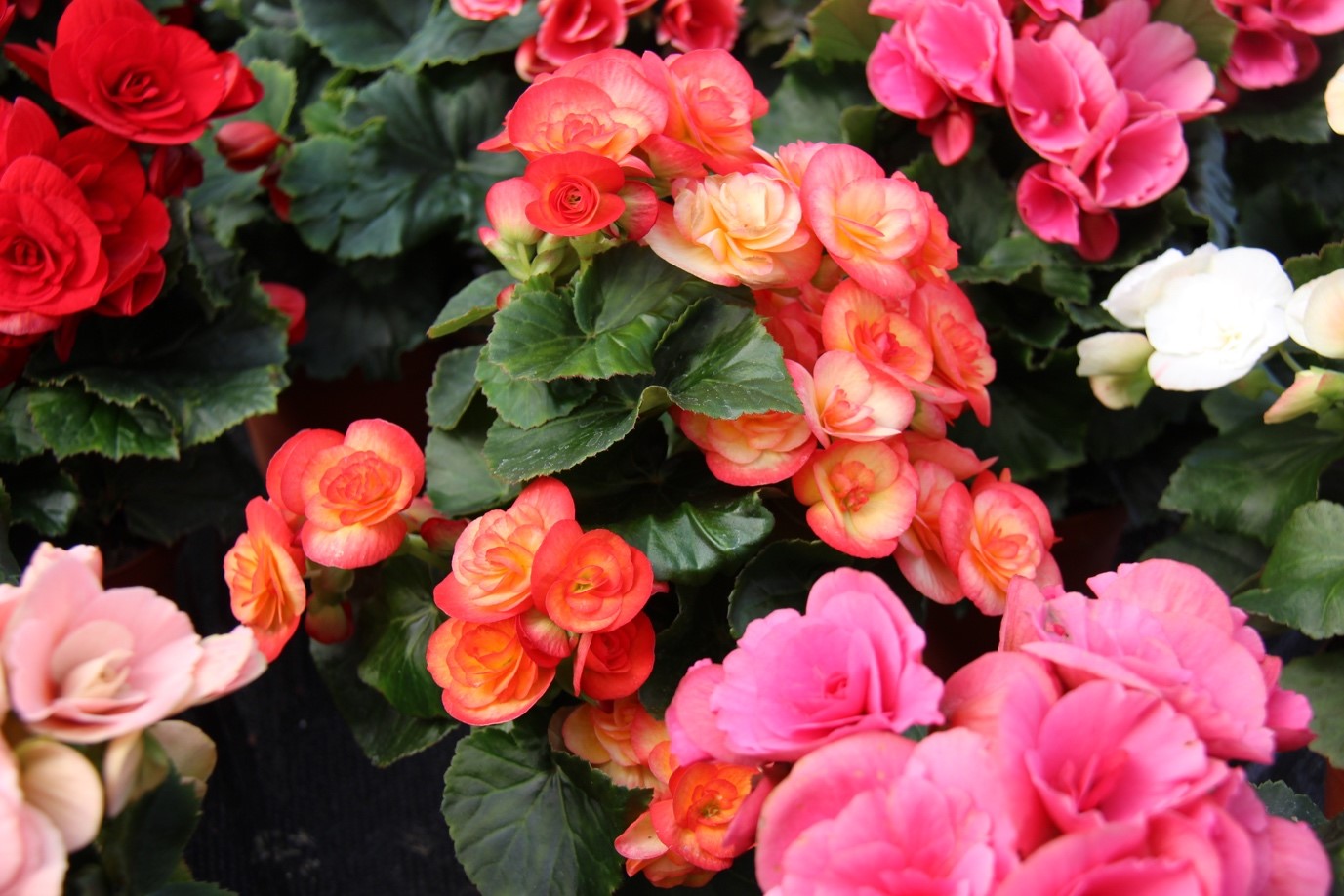 Skáblað í garðinn og stofuna