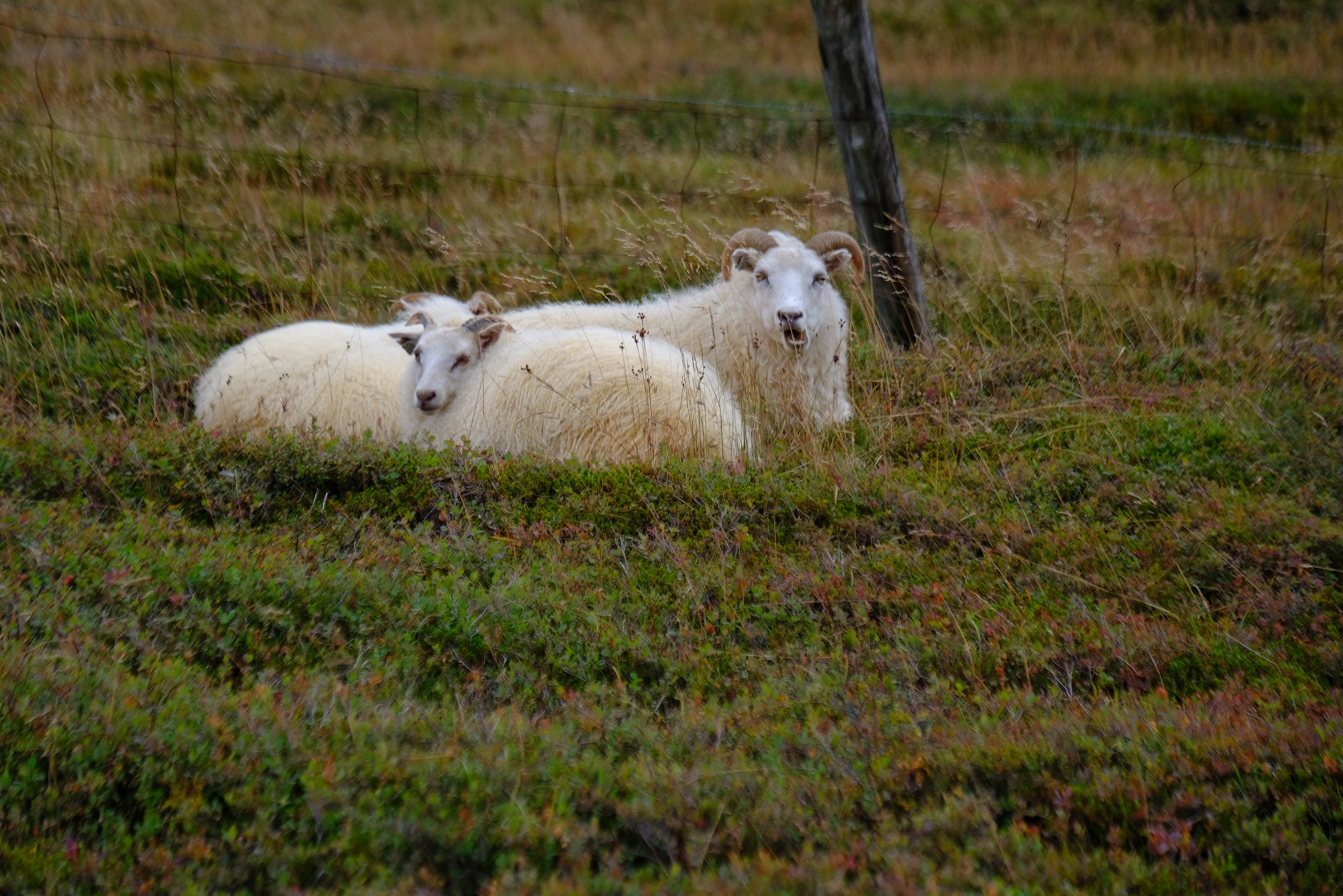 Sauðfjárrækt og gróðurvernd