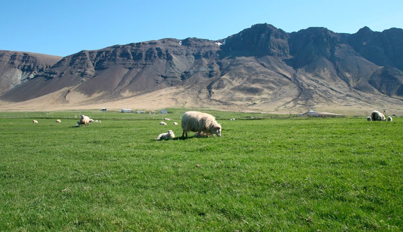 Áhrif beitarfriðunar á kolefnisbúskap úthaga