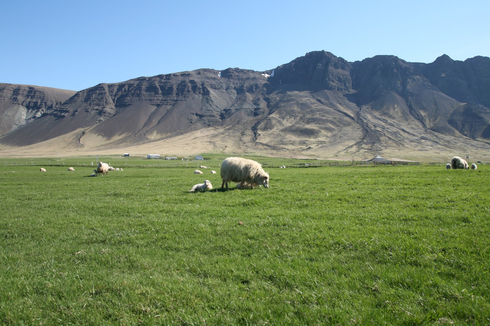 Kolefnislosun íslenskrar sauðfjárræktar hefur minnkað um 22% frá árinu 1990