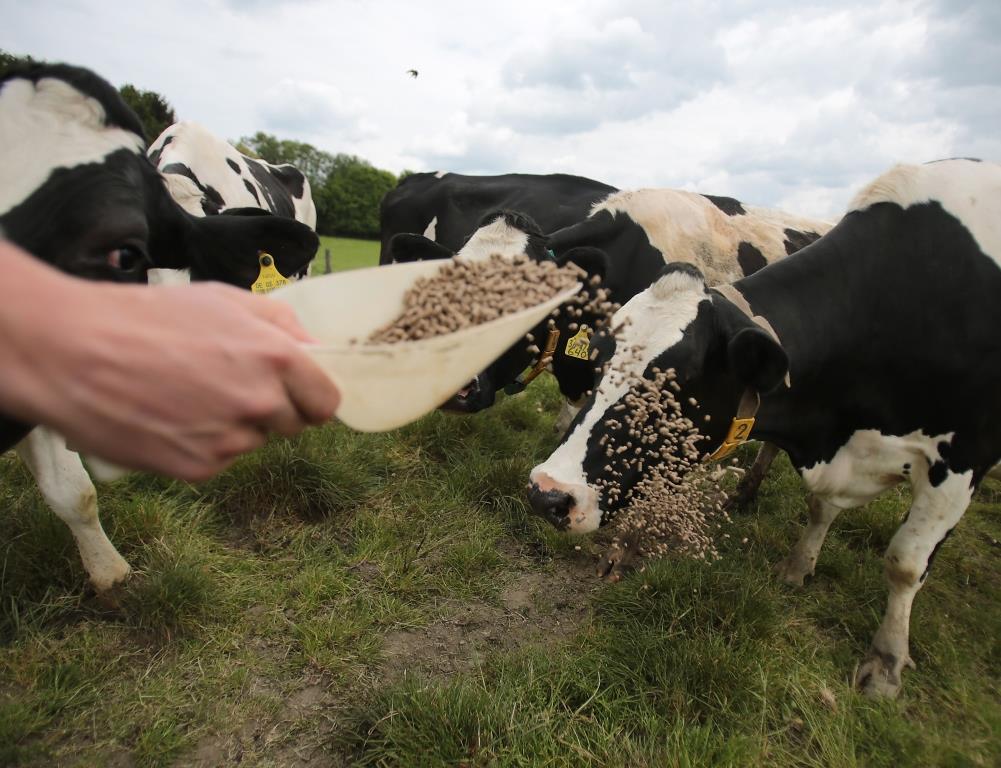 Skordýr og þari sem fóðurbætir