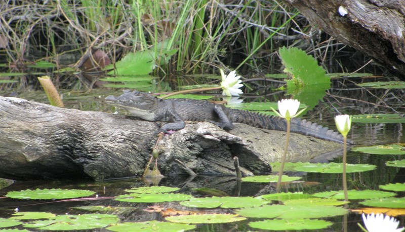 Fannst í tjörn fullri af krókódílum