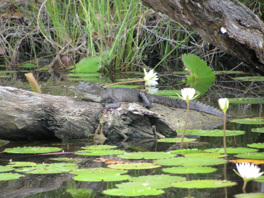 Fannst í tjörn fullri af krókódílum