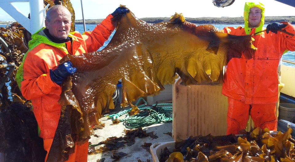 Aukin virðissköpun og nýting stórþörunga