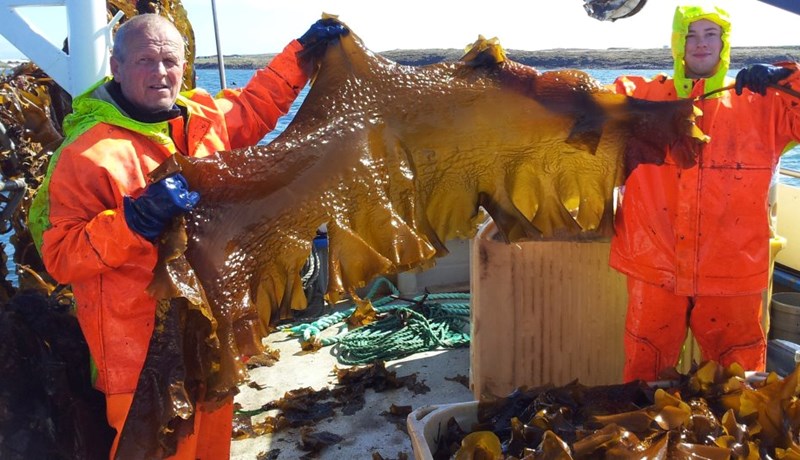 Aukin virðissköpun og nýting stórþörunga