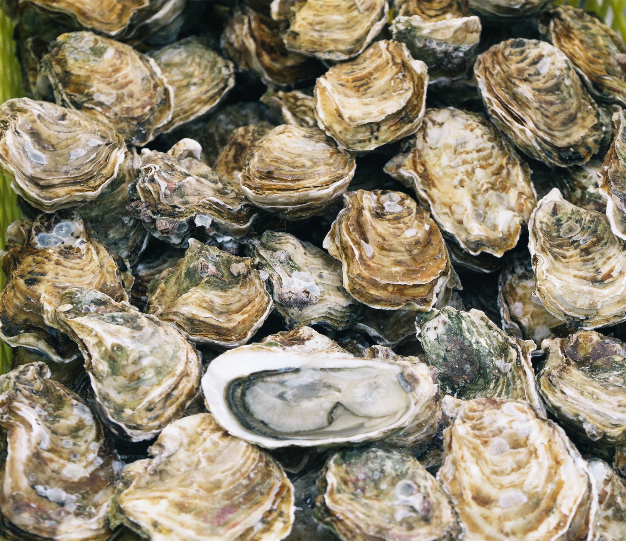 Eignarréttur skapar skynsamlega hvata