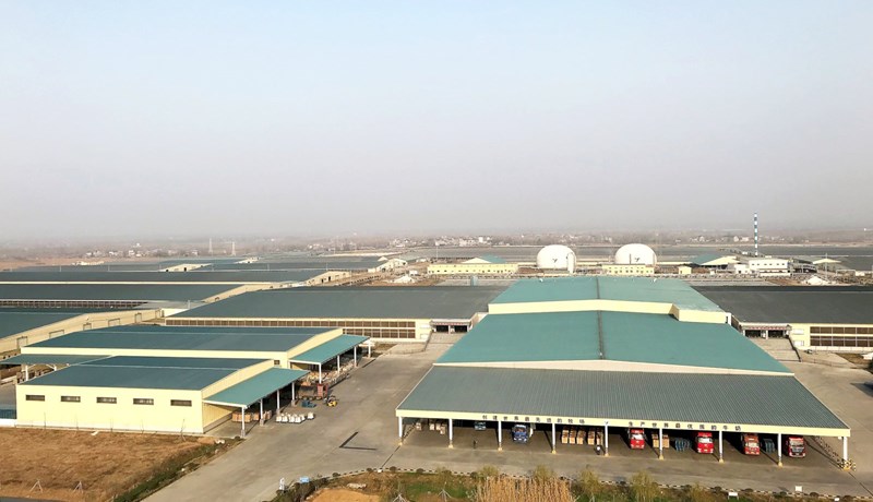 China Modern Dairy – einn stærsti mjólkurframleiðandi í heimi