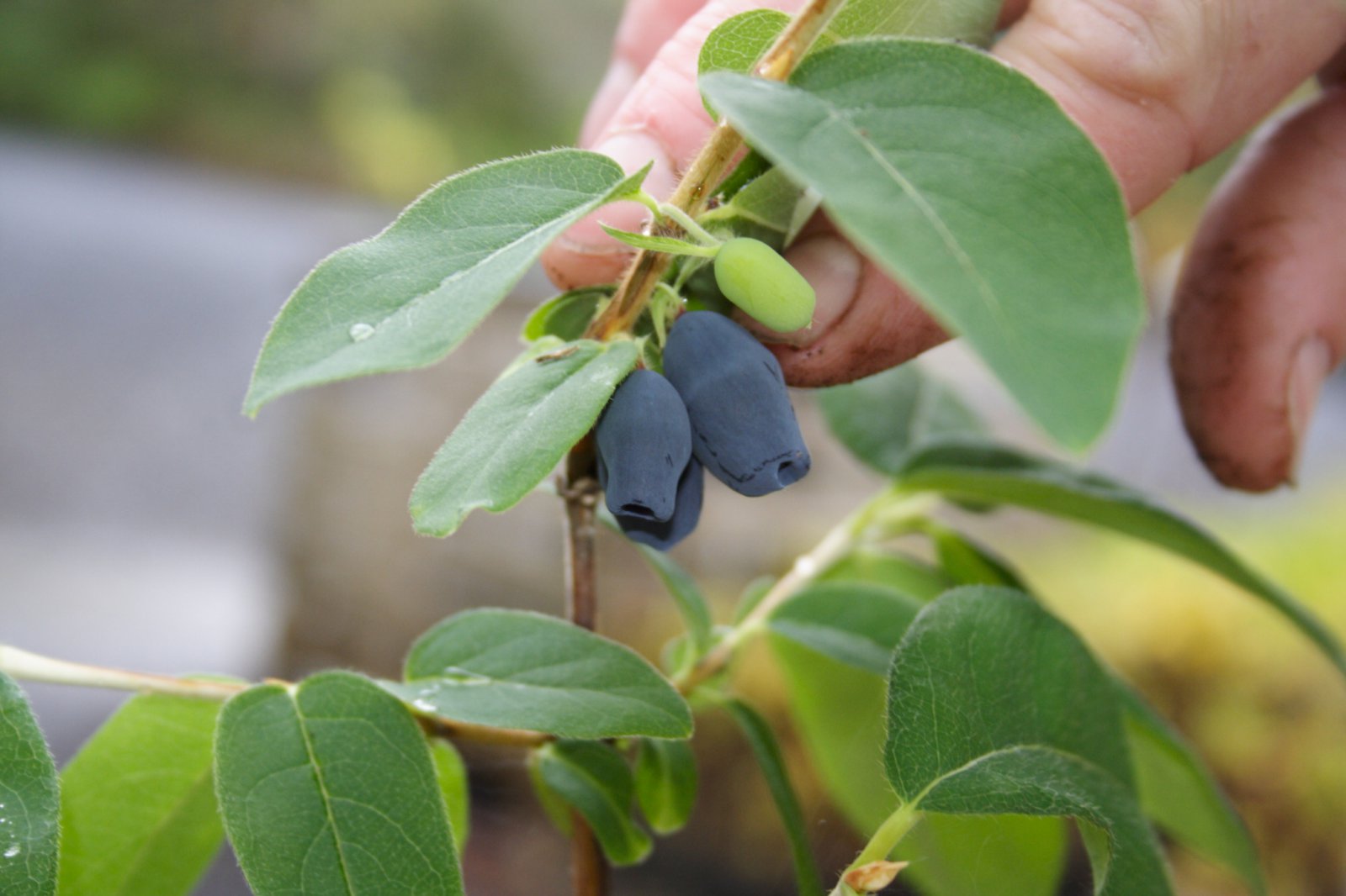 Skógarber til nytja – síðari hluti