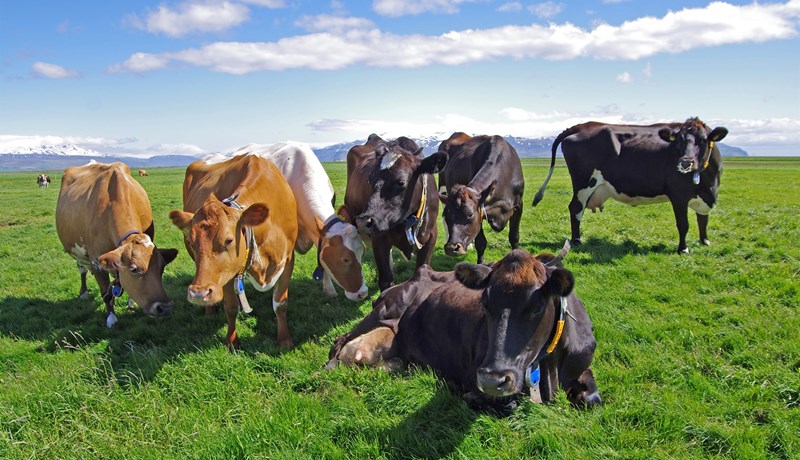 Með bjartsýni í farteskinu