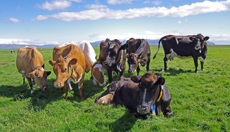 Ríflega helmingur allra mjólkurkúa eru á býlum með fleiri en 50 kýr