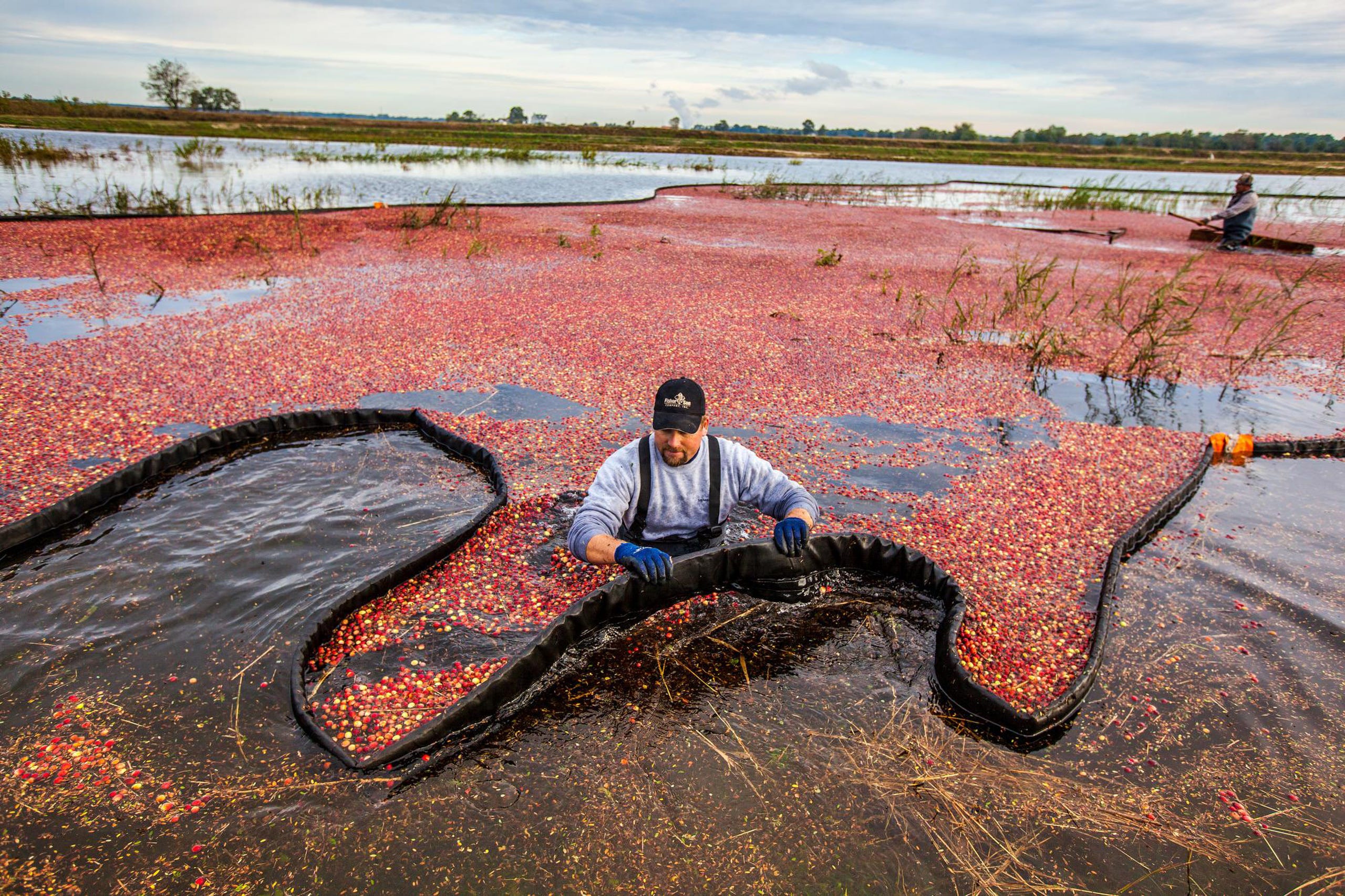 Trönuber eru uppskorin í vatni