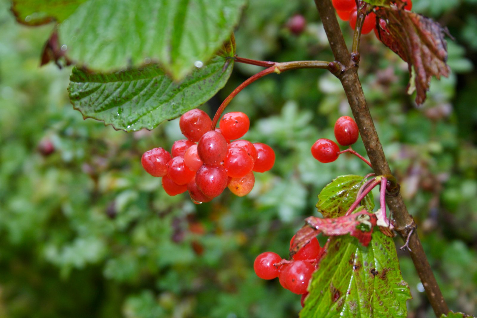 Skógarber til nytja – fyrri hluti