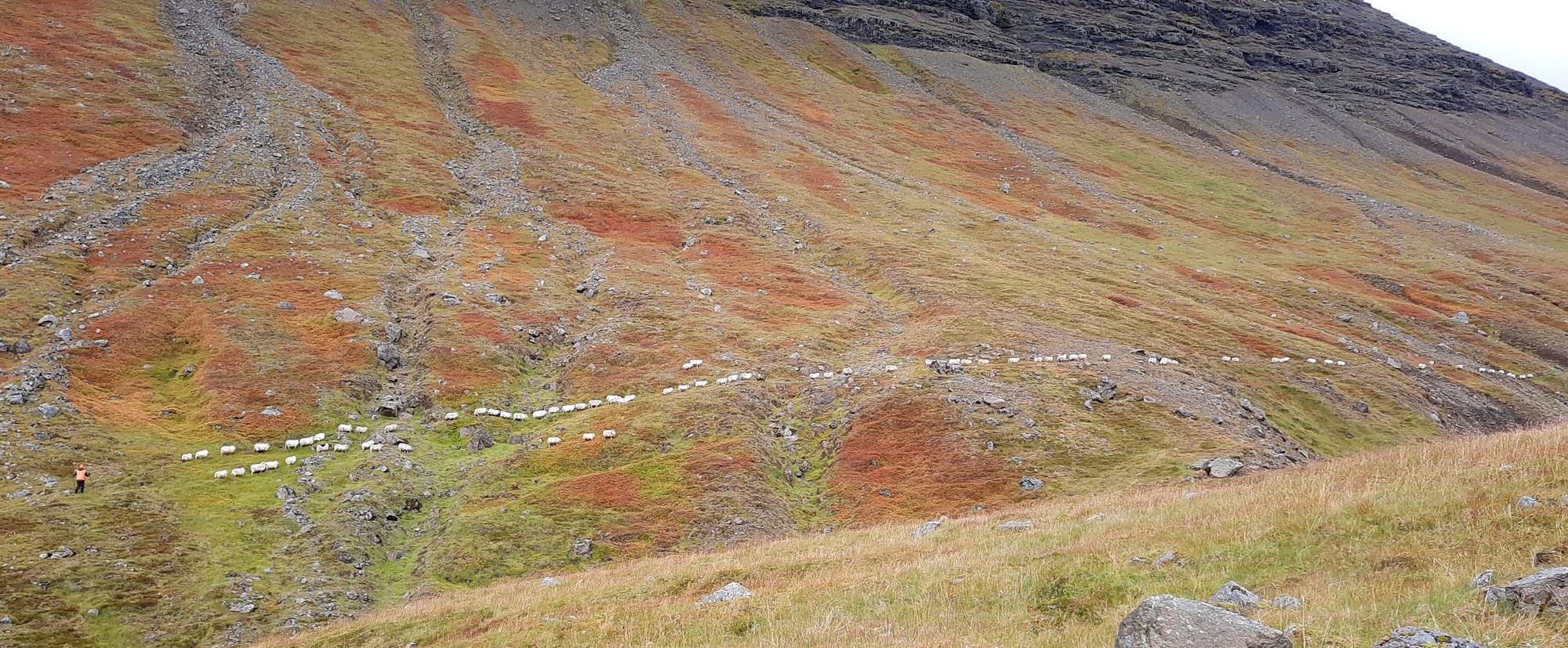 „Ærnar renna eina slóð“ – Um kindagötur
