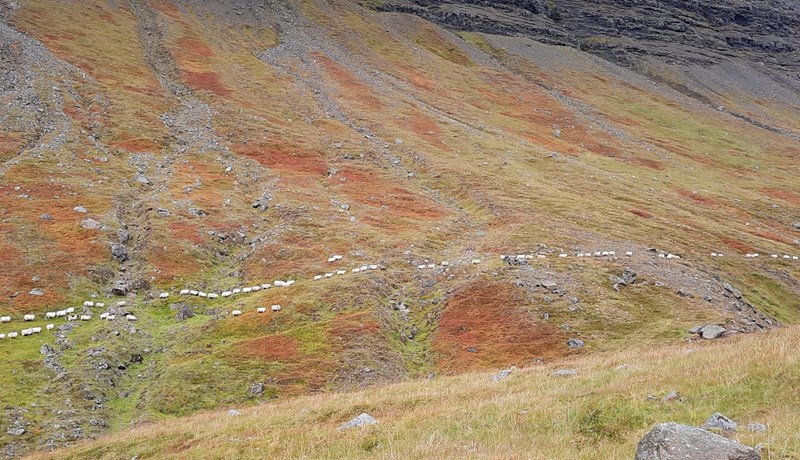 „Ærnar renna eina slóð“ – Um kindagötur