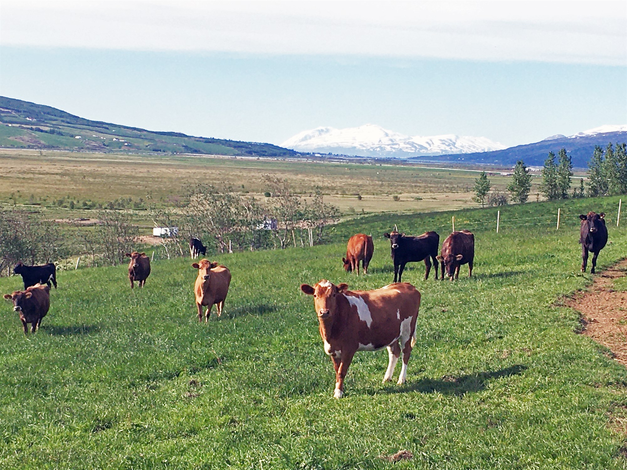 Arðsemi fylgir réttu kvígueldi