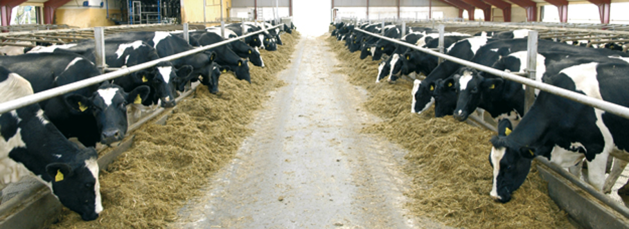 Fonterra að ná vopnum sínum á ný