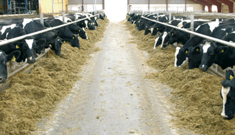 Fonterra að ná vopnum sínum á ný