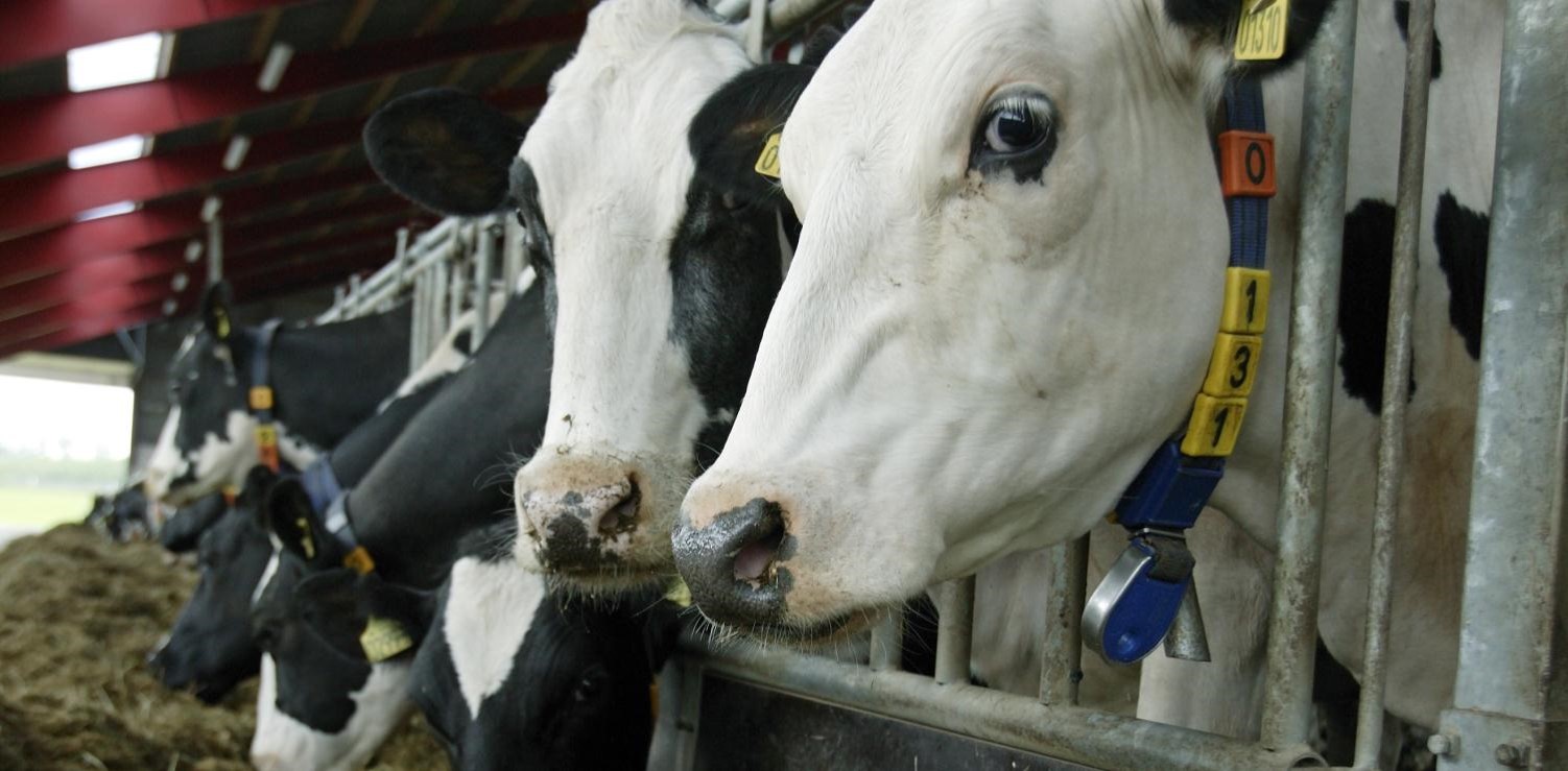 Mjólkurframleiðsla Norðurlandanna dróst örlítið saman í fyrra