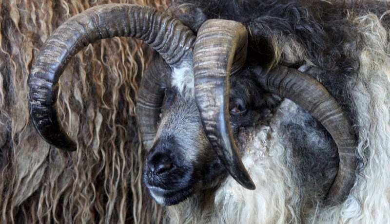 Sauðfjárrækt í „alvörugamni” á Ósabakka 1