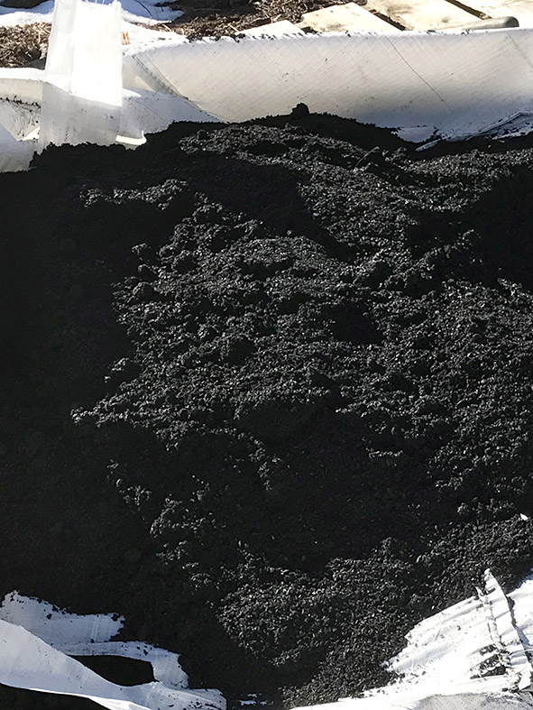 Kanna fýsileika lífkolaframleiðslu