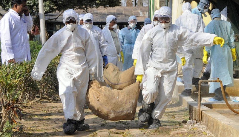 Fimmtíu milljónum alifugla fargað