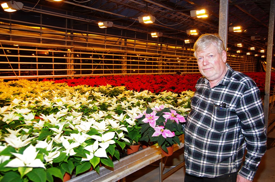 Ræktar jólastjörnur í ýmsum litaafbrigðum og líka örsmáar