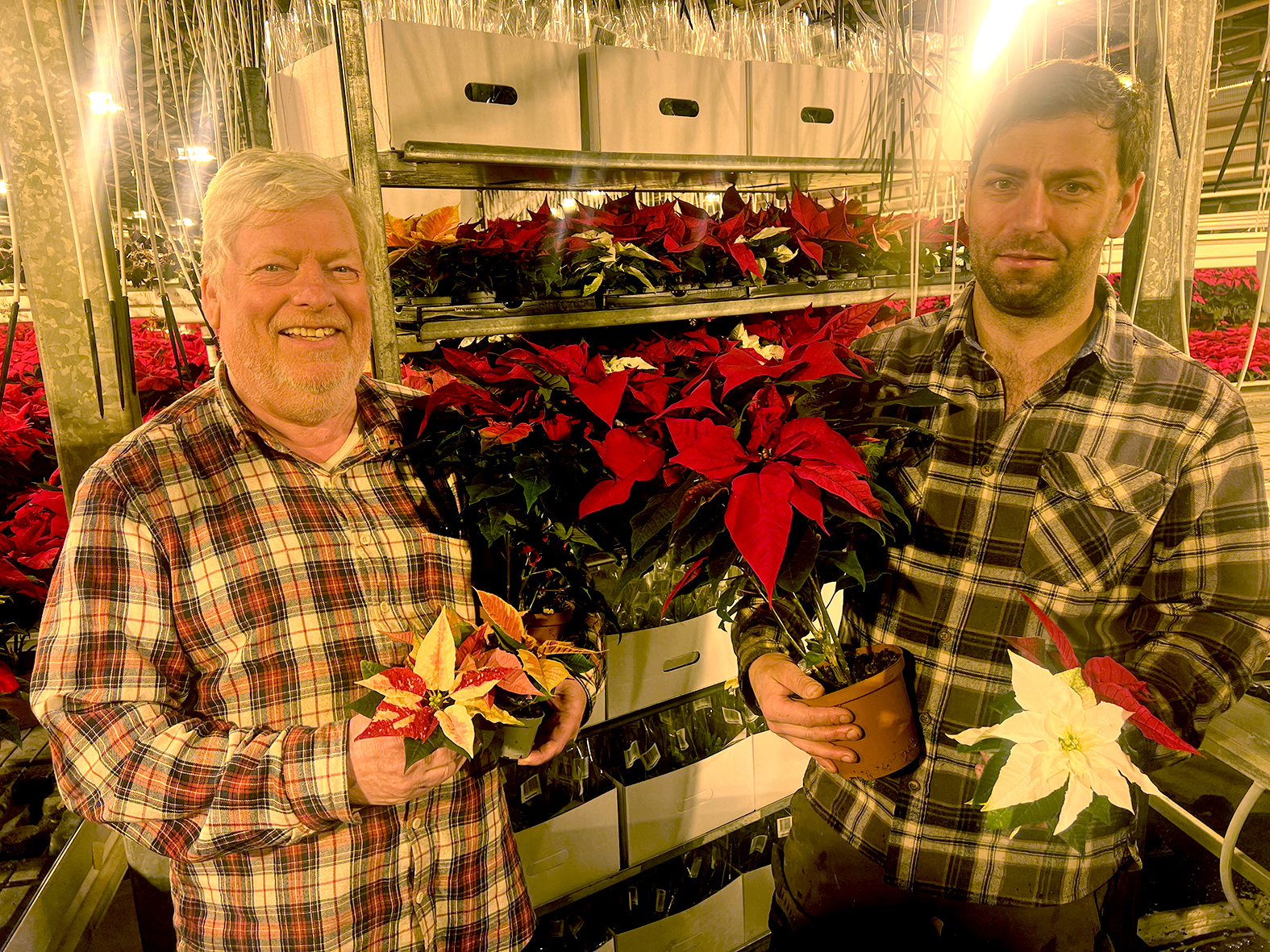 Hátíðarbragur með jólastjörnum