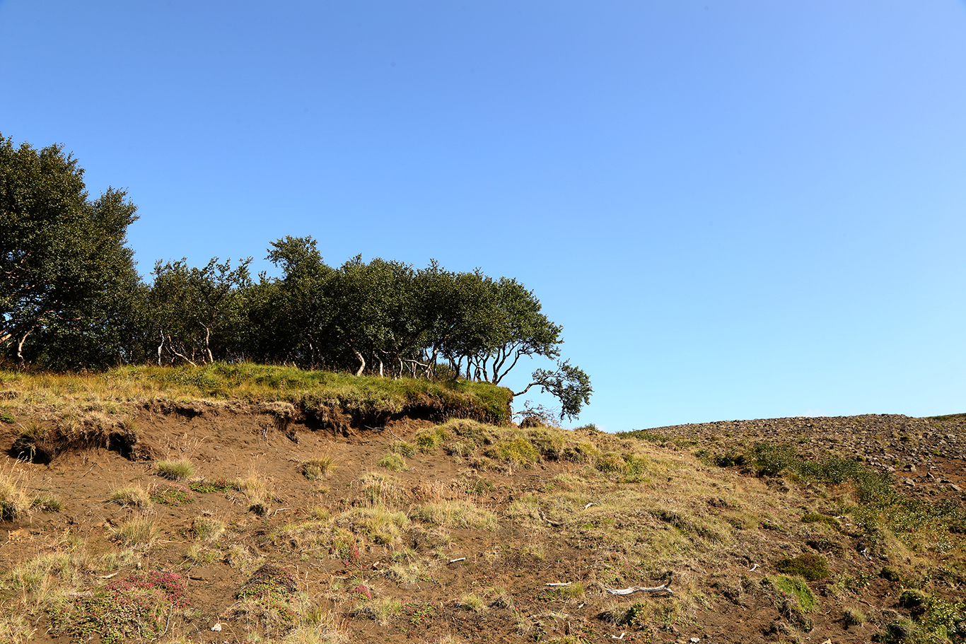 T&#237;u birkisk&#243;gar skuli nj&#243;ta verndar