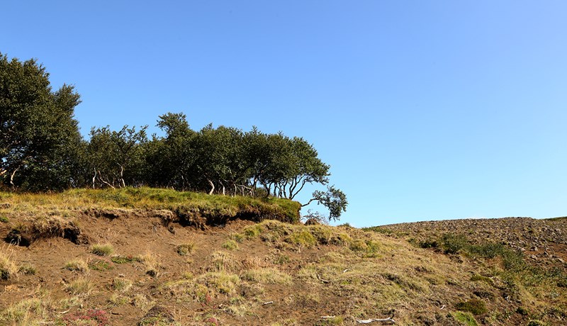 Tíu birkiskógar skuli njóta verndar