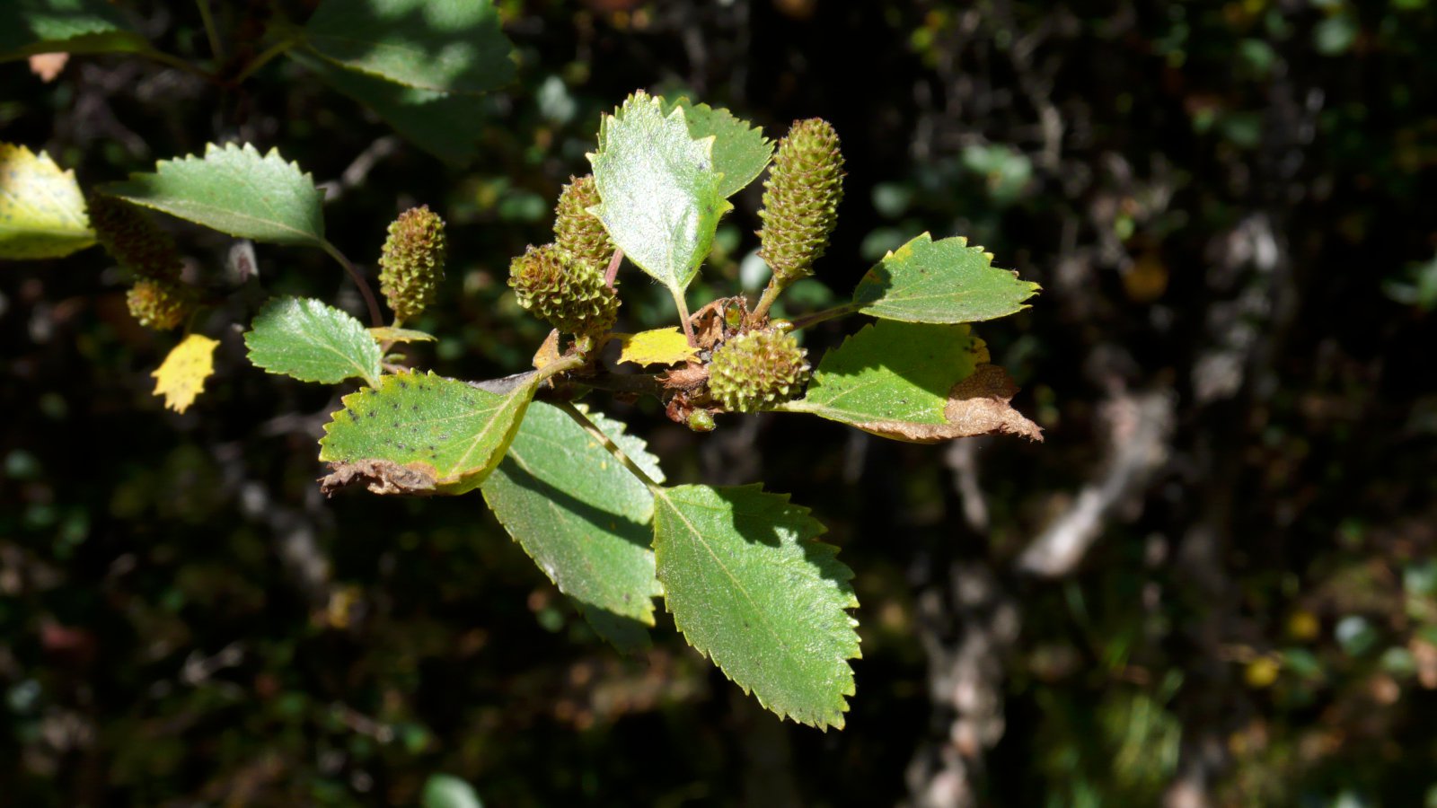 Lífeldsneyti úr skógi í stað olíu