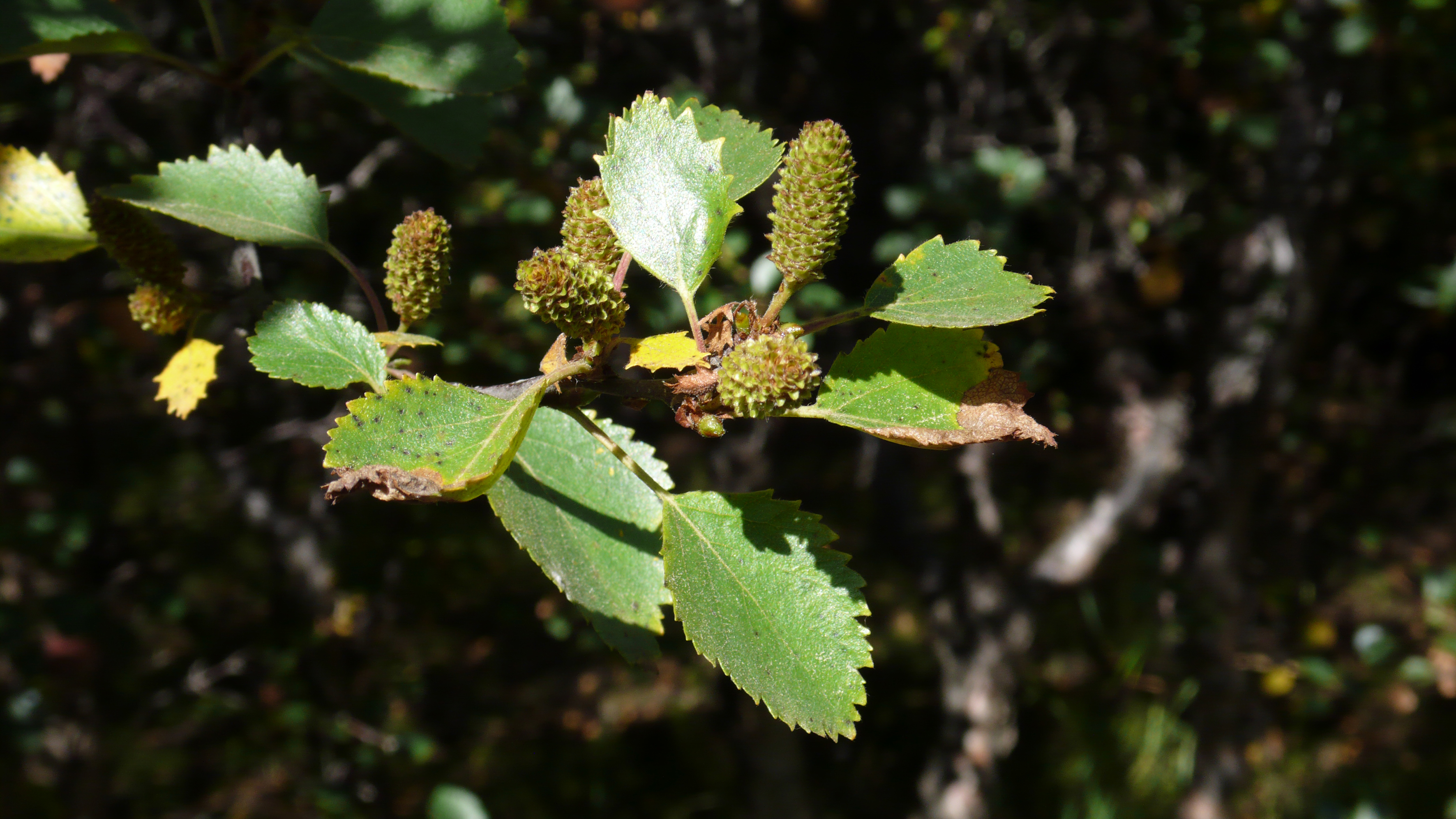 Ræktun eykur lífsgæði