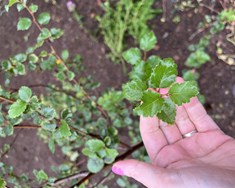 Gerum allt að garði