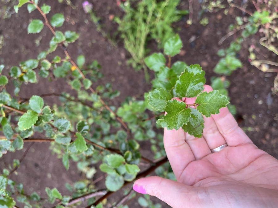 Ilmbjörk í trjálundi í safngarðinum.