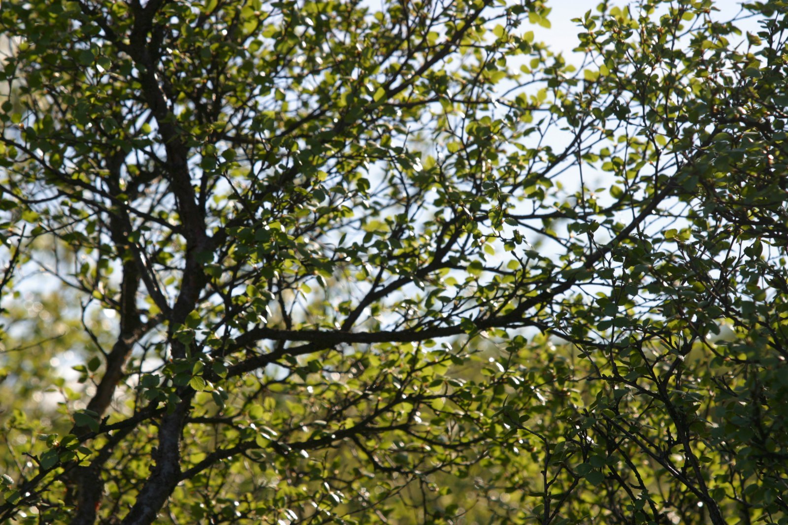 Tækifærið til bindingar með skógrækt er núna