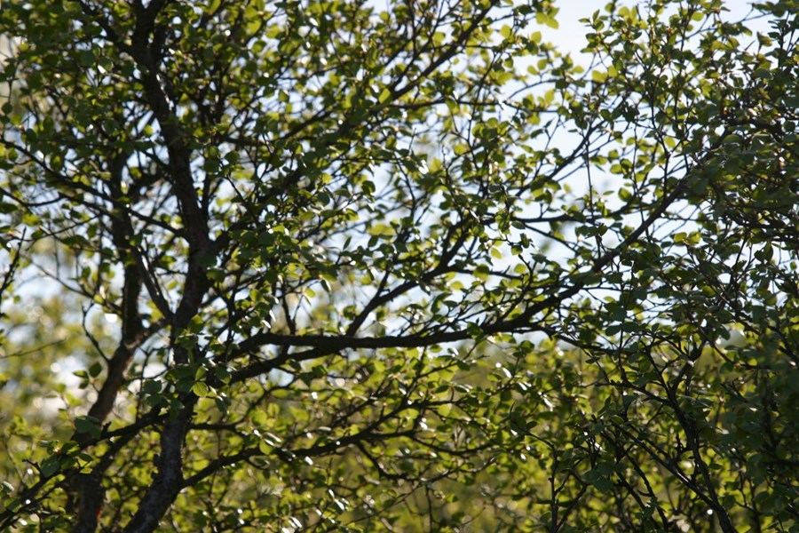 Tækifærið til bindingar með skógrækt er núna