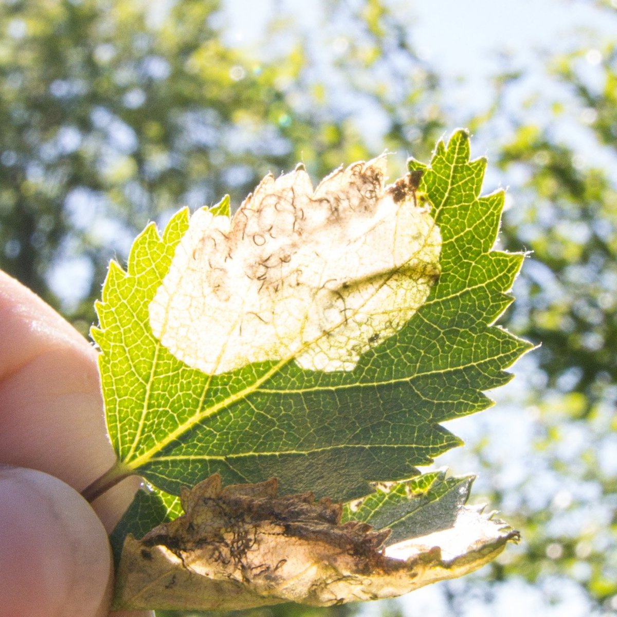 Leita eftir upplýsingum um skaðvalda á trjám