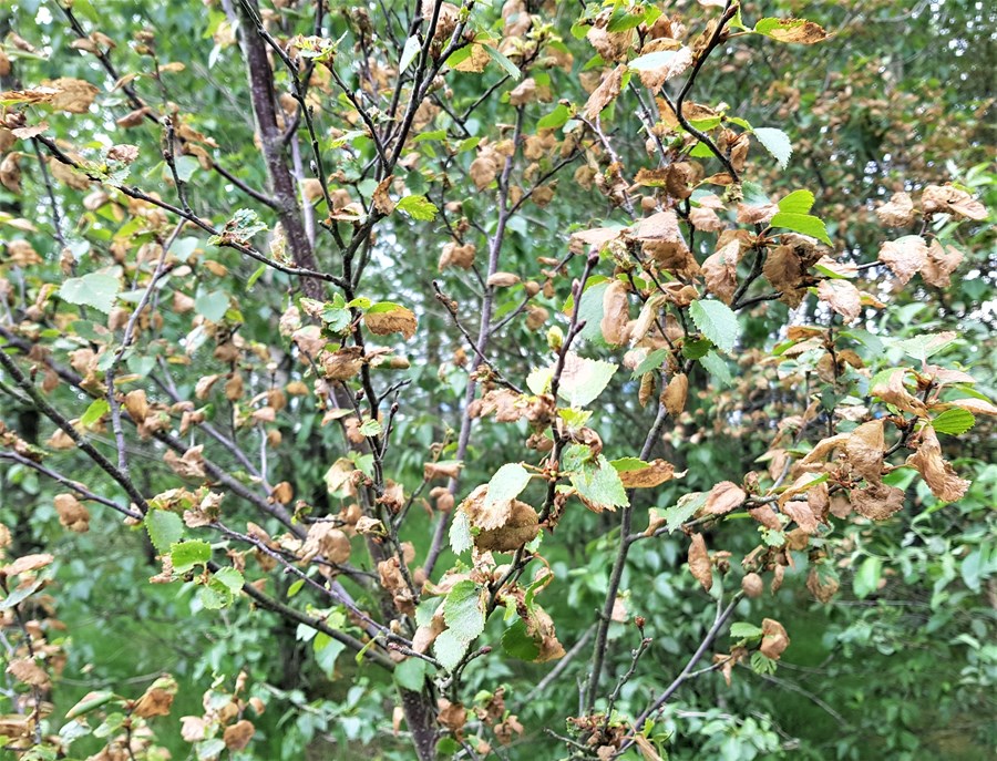 Birki er víða illa farið eftir birkikembu.