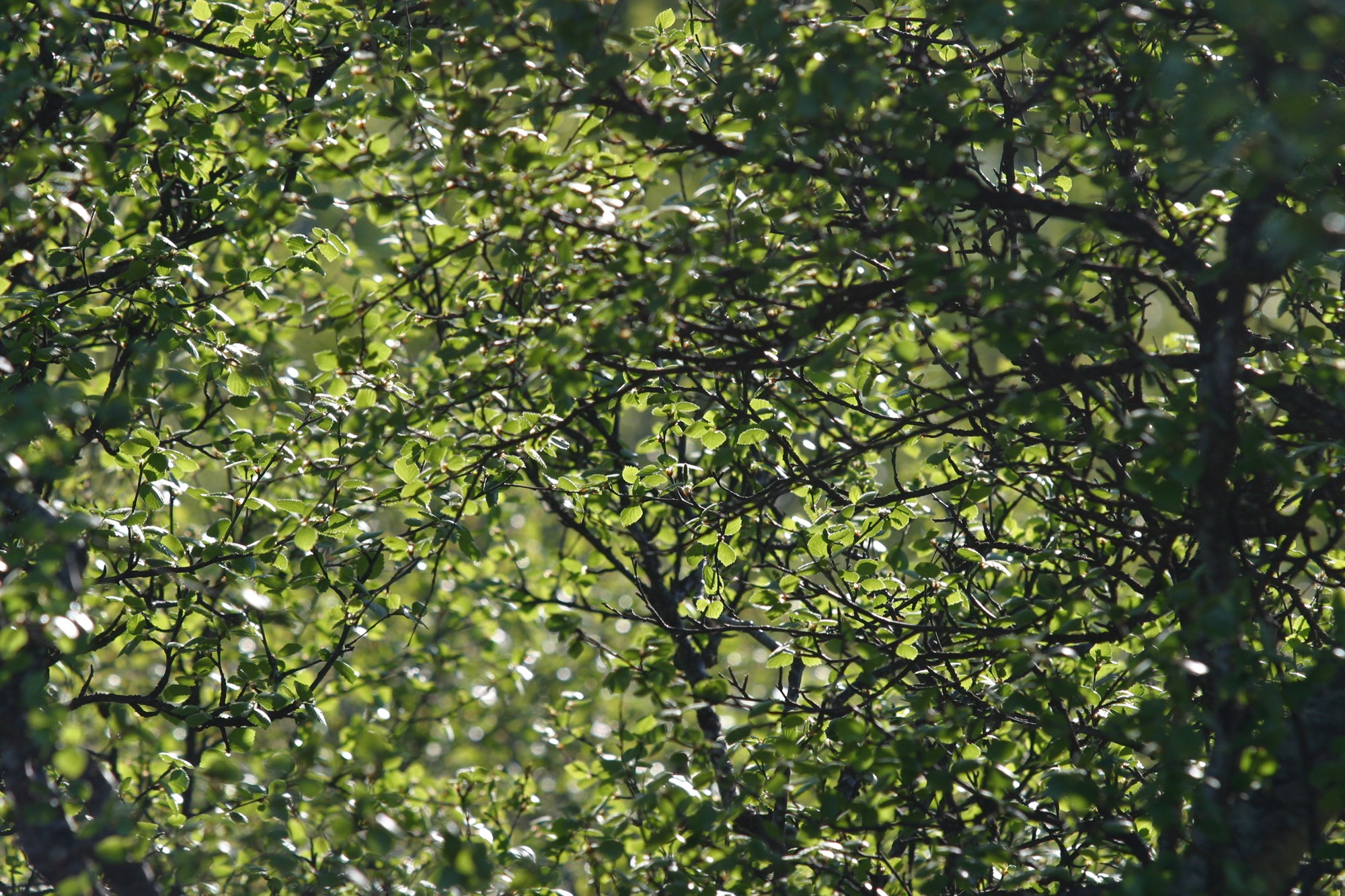 Vafi og vísindi – lögin eru skýr 