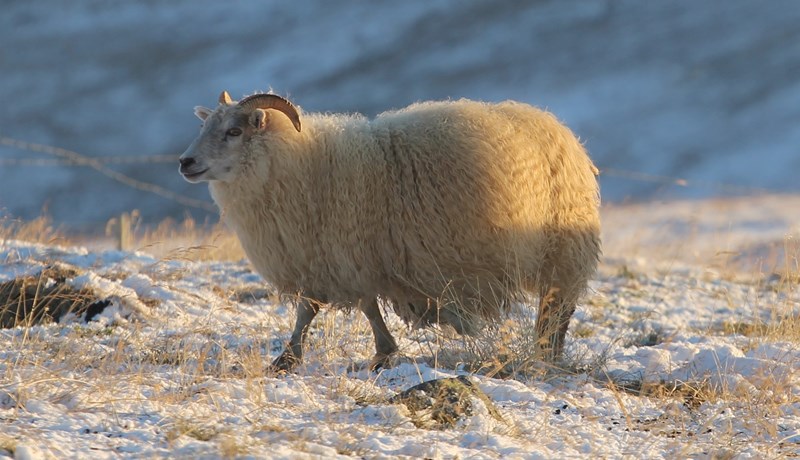 Breytileikinn T137 verði viðurkenndur sem verndandi
