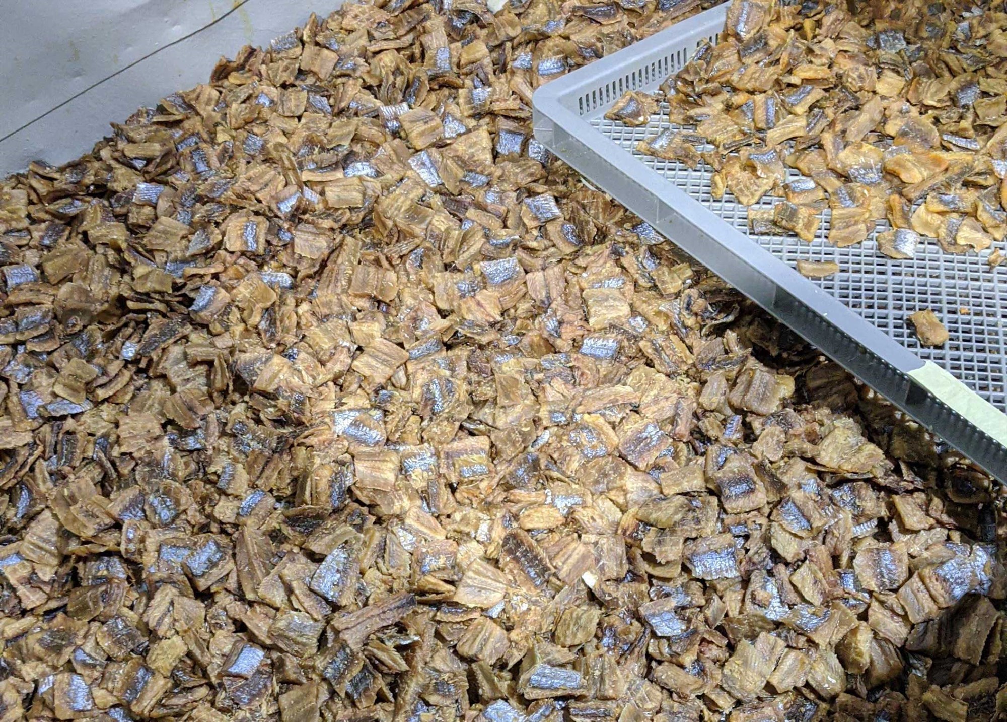 Lostæti fyrir hunda í þróun á Hornafirði