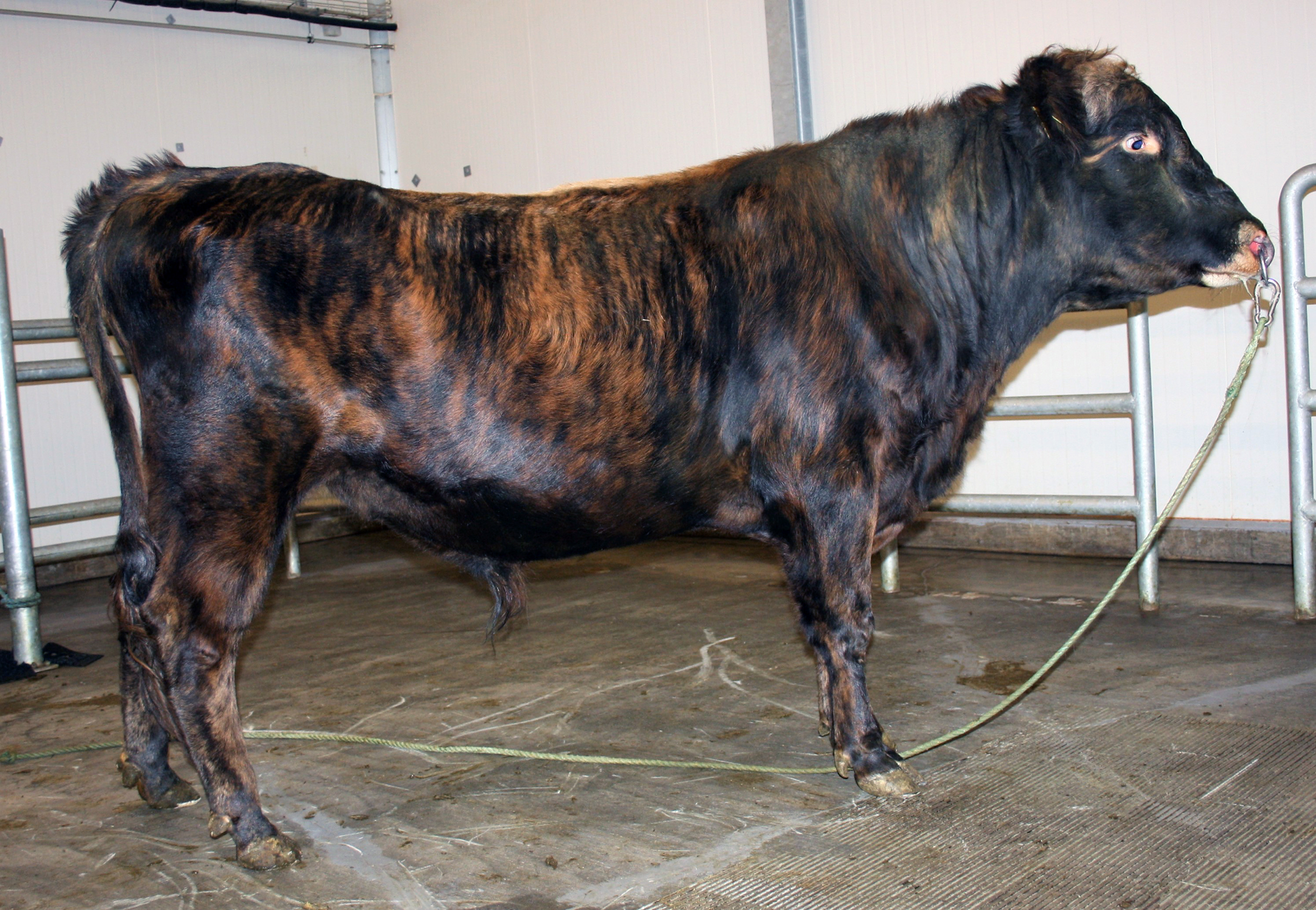 Nautakosturinn sjaldan veri&#240; &#246;flugri en n&#250;