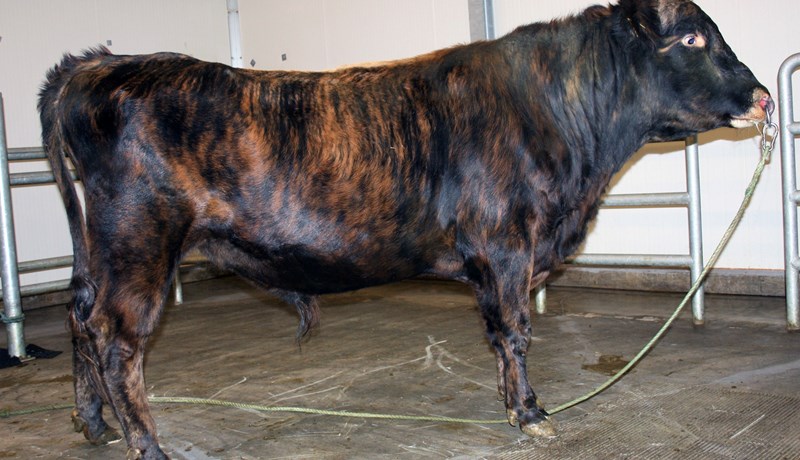 Nautakosturinn sjaldan verið öflugri en nú