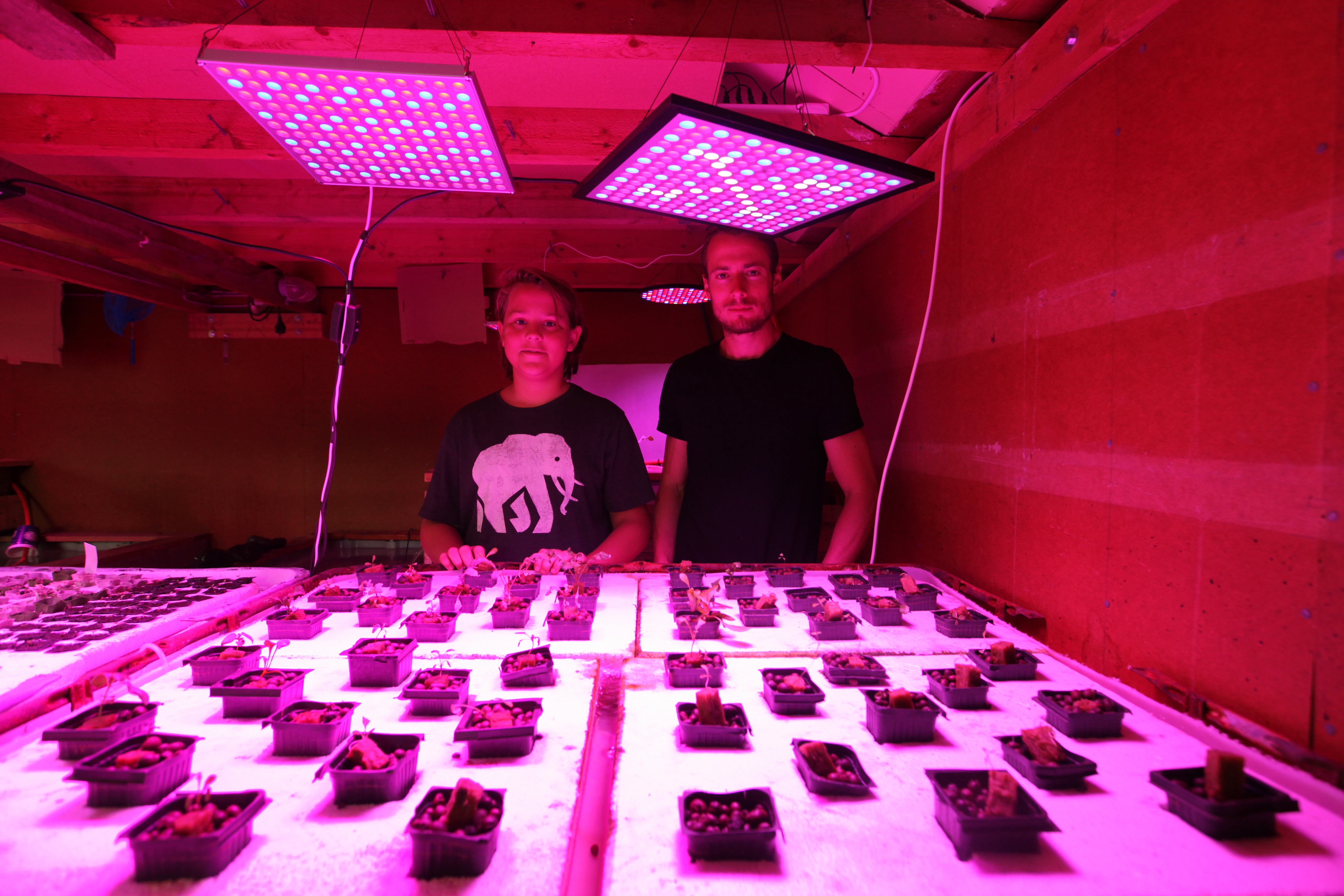 „Hydroponics” í hænsnakofa