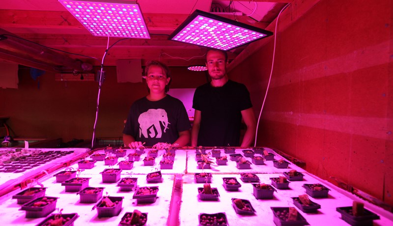 „Hydroponics” í hænsnakofa