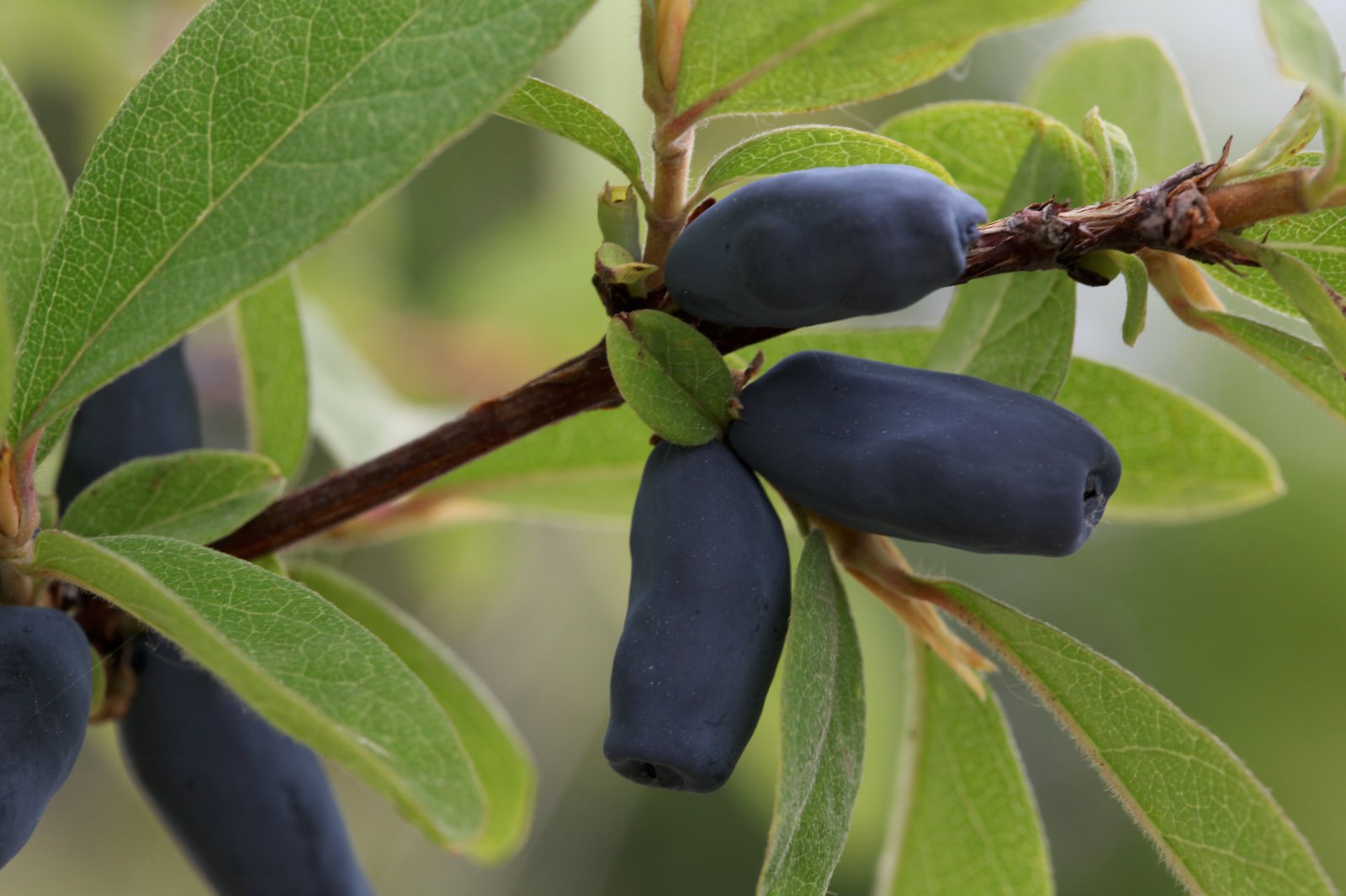 Bláberjatoppur er framtíðin í berjarækt
