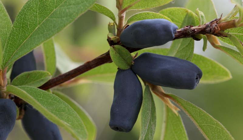 Bláberjatoppur er framtíðin í berjarækt