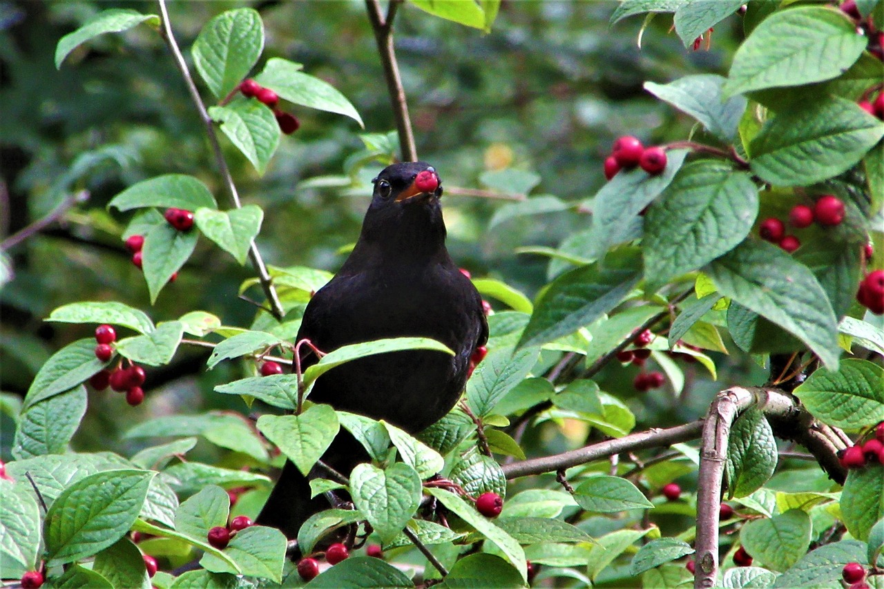 Árstíðabundin hringrás út í hött