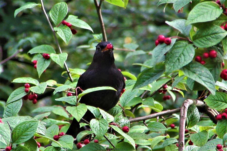 Það eru ekki aðeins bændur sem eiga í vandræðum með ófyrirsjáanleika í veðurfari heldur gætu dýrin, m.a. svartþrestir, liðið fyrir breytingar á fæðuframboði ef fram fer sem horfir.
